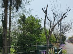 -上海长兴岛郊野公园