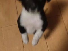 -宠福鑫康馨动物医院·骨科·眼科