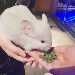 -未来动物城动物主题公园(大悦城店)