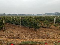 -北京张裕爱斐堡酒庄