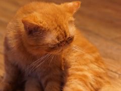 -more than meow吴止猫主题餐厅(承德 中船汇店)