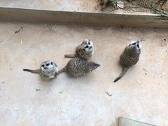 -石家庄市动物园