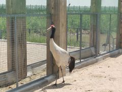 -盐城丹顶鹤湿地生态旅游区