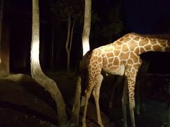 -清迈夜间动物园