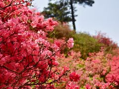 -木兰云雾山