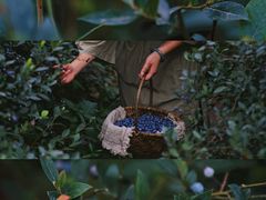 -金谷域澳洲庄园