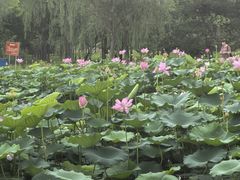 -太阳宫公园