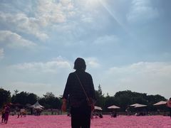 -大塘金香草谷