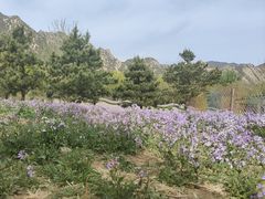 -北京凤凰岭