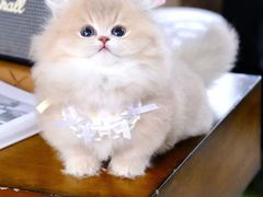 -欣宠猫屋·矮脚拿破仑·蓝金金渐层