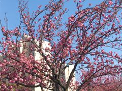 -高东镇樱花园