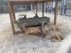 -长白岛森林公园