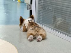 -美美宠物诊疗中心·异宠·骨科(滨江东信分院)