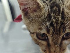 -瑞派名望志远动物医院·猫科·內科·异宠专科(直港大道店)