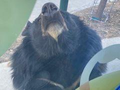 -栾川竹海野生动物园