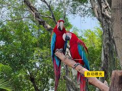 -广州长隆飞鸟乐园