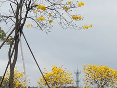 -天适樱花悠乐园