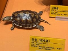 -天津自然博物馆