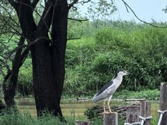 -池杉湖湿地公园