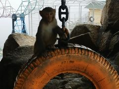 -西霞口神雕山野生动物世界