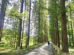 -黄海国家森林公园