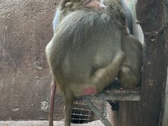 -青藏高原野生动物园