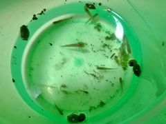 -重庆彩云湖湿地公园
