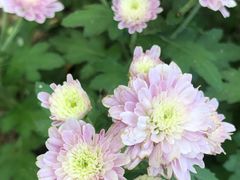 -九龙公园