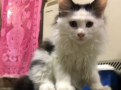 -纳吉亚猫专科动物医院·北北分院