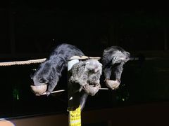 -清迈夜间动物园