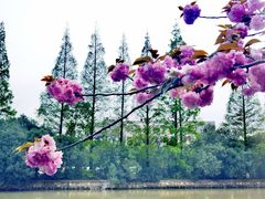 -高东镇樱花园