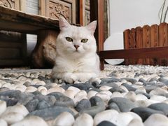 -喵屿·大理花园猫咖