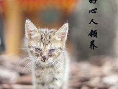 -龙华寺