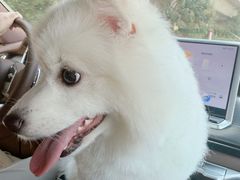 -久久宠物(河东万达店)