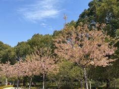 -新江湾城公园