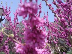 -海棠花溪(元大都城垣遗址公园)