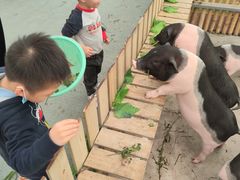 -麻涌飞鸭开心农场