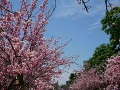 -天适樱花悠乐园