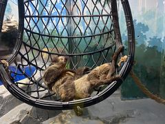 -合肥海洋世界