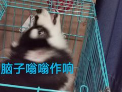 -翊宠yipet猫狗购宠庄园犬舍•猫舍