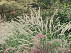 -映月湖公园