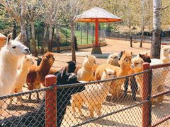 -大连森林动物园