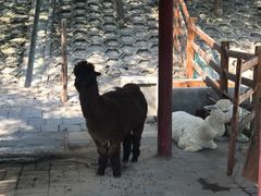 -北京鹿世界主题园