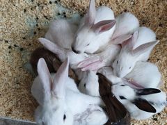 -FAIRYLAND龙族星球主题餐厅(凯丹广场店)