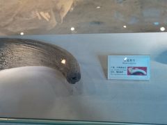 -辽宁古生物博物馆