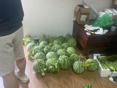 -南汇新场正宗水蜜桃采摘