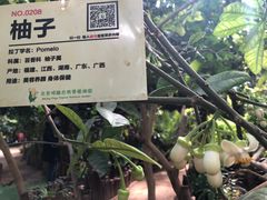 -呀路古热带植物园