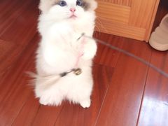 -东方名猫馆·英短金渐层布偶猫舍(环线广场1号楼店)