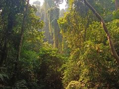 -西双版纳原始森林公园