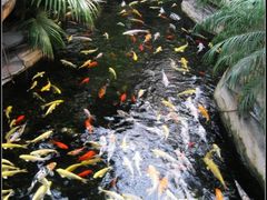 鱼~~-绿色时代大酒店